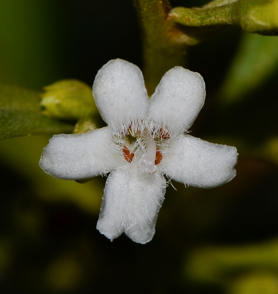 Изображение особи Myoporum boninense.