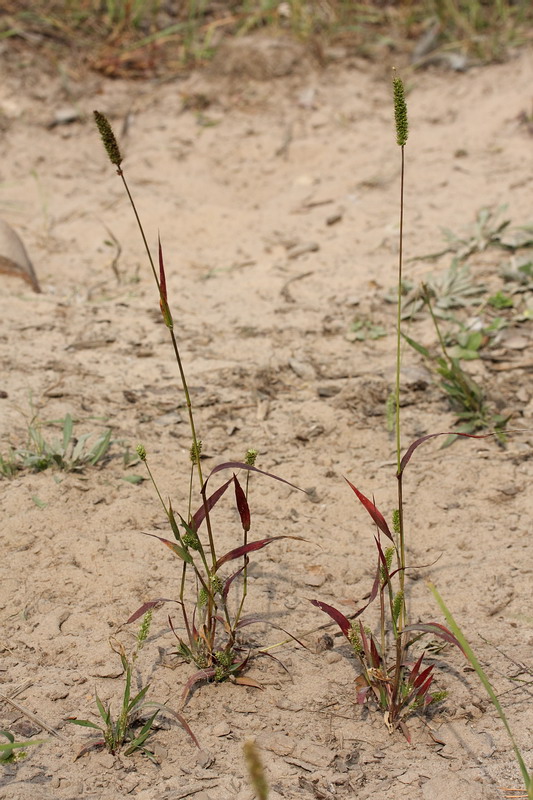 Image of Setaria viridis specimen.