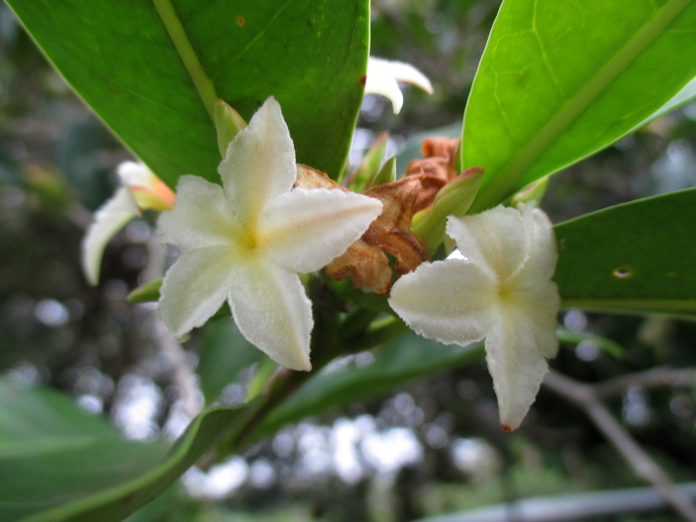 Image of Mascarenhasia arborescens specimen.