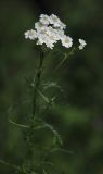 Achillea impatiens. Верхушка цветущего растения. Бурятия, Кабанский р-н, окр. ж.-д. станции Речка Мишиха, разнотравный луг на прибайкальской террасе. 21.07.2013.