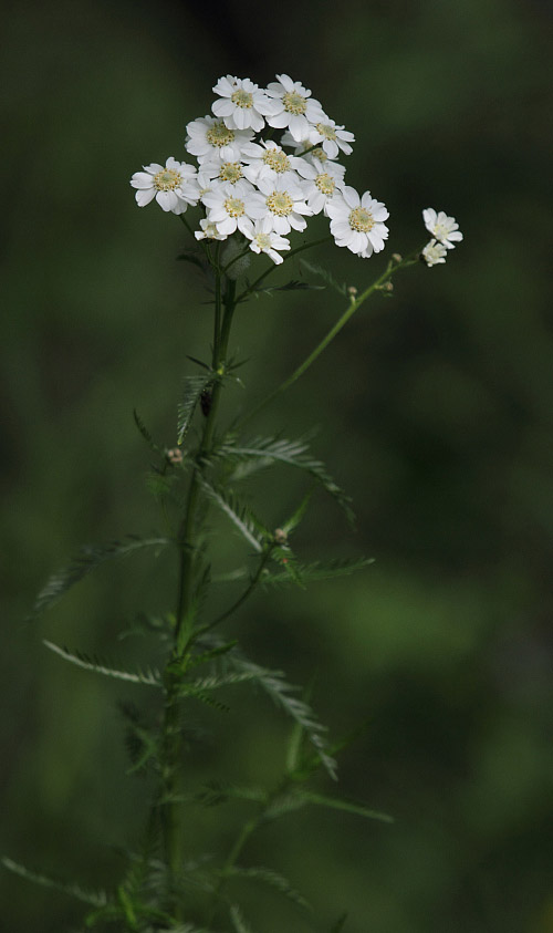Image of Achillea impatiens specimen.