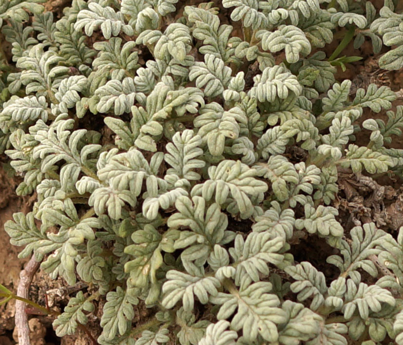 Изображение особи Scutellaria przewalskii.