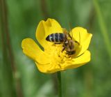 Image of taxon representative. Author is Тамара Риб