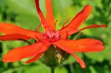 Lychnis fulgens