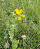 Senecio jacobaea. Верхушка зацветающего растения. Якутия (Саха), южные окр. г. Якутска, вдоль дороги в г. Покровск. 13.06.2012.