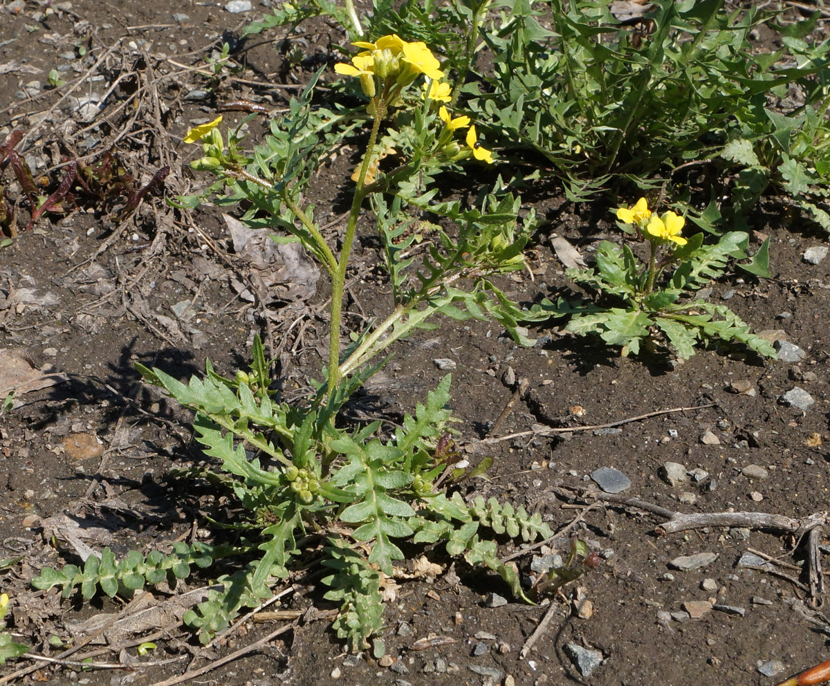 Изображение особи Chorispora sibirica.