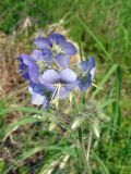 Polemonium caeruleum. Верхушка побега с соцветиями. Якутия (Саха), Алданский р-н, северная окраина Алдана. 15.06.2012.