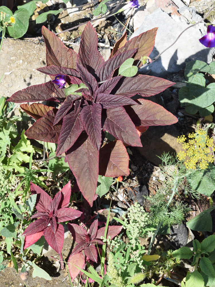 Image of Amaranthus hypochondriacus specimen.