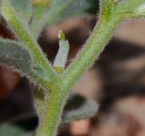Morettia parviflora