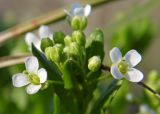 Thlaspi arvense