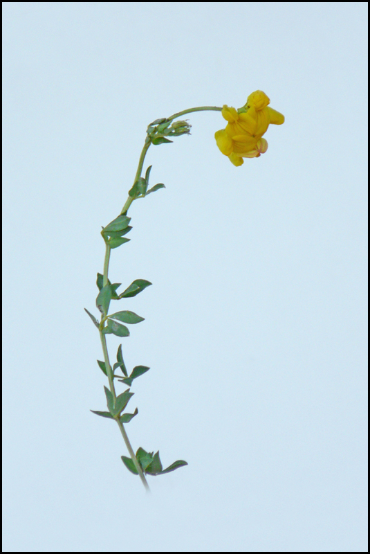 Image of Lotus &times; ucrainicus specimen.
