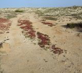 Mesembryanthemum nodiflorum