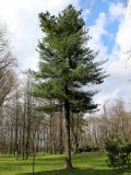 Pinus strobus. Взрослое растение. Беларусь, г. Минск, Лошицкий парк. 17.04.2016.
