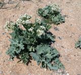 Crambe maritima