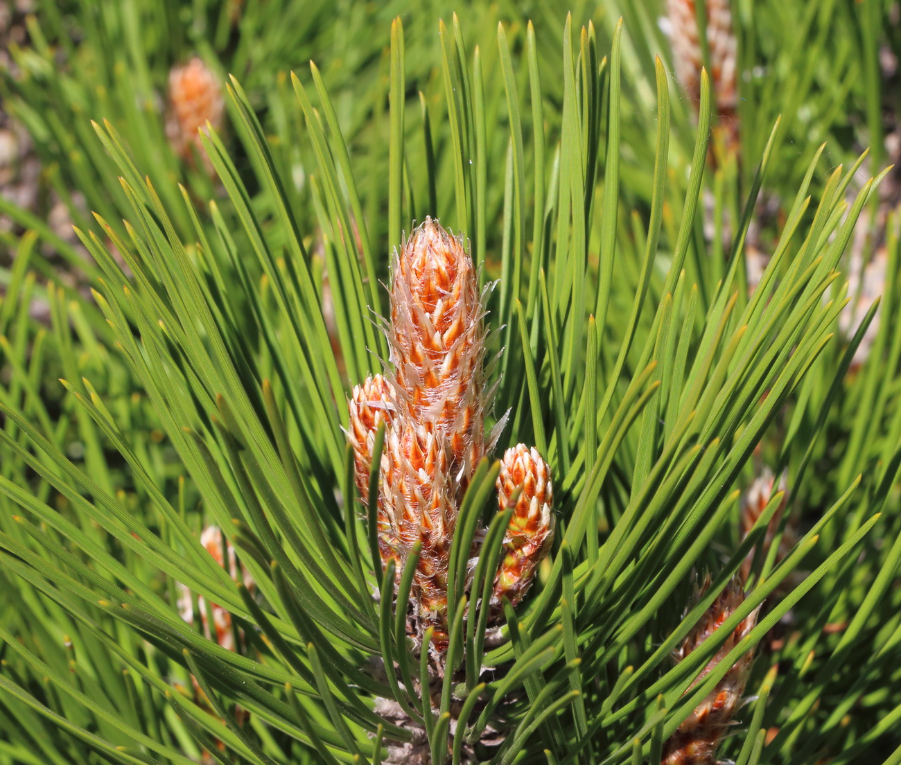 Изображение особи Pinus leucodermis.