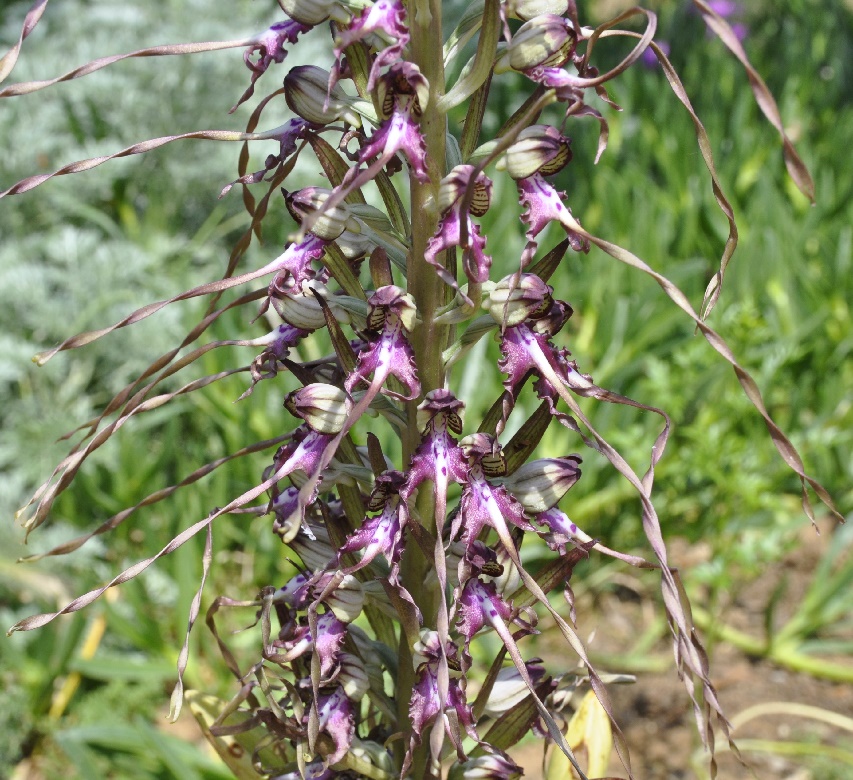 Изображение особи Himantoglossum calcaratum ssp. rumelicum.