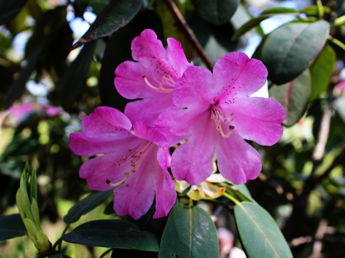 Изображение особи род Rhododendron.