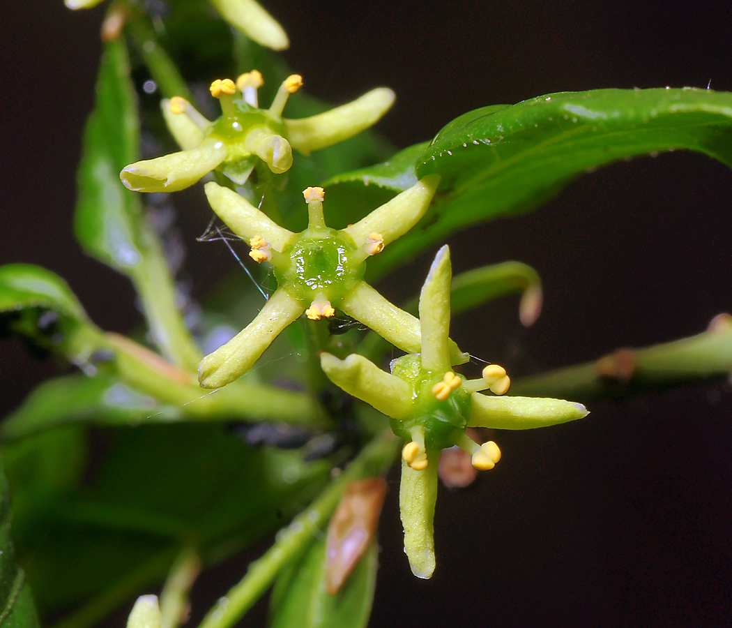 Изображение особи Euonymus europaeus.