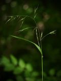Festuca gigantea. Верхушка цветущего растения. Санкт-Петербург, Дудергофские высоты, широколиственный лес. 18.07.2009.