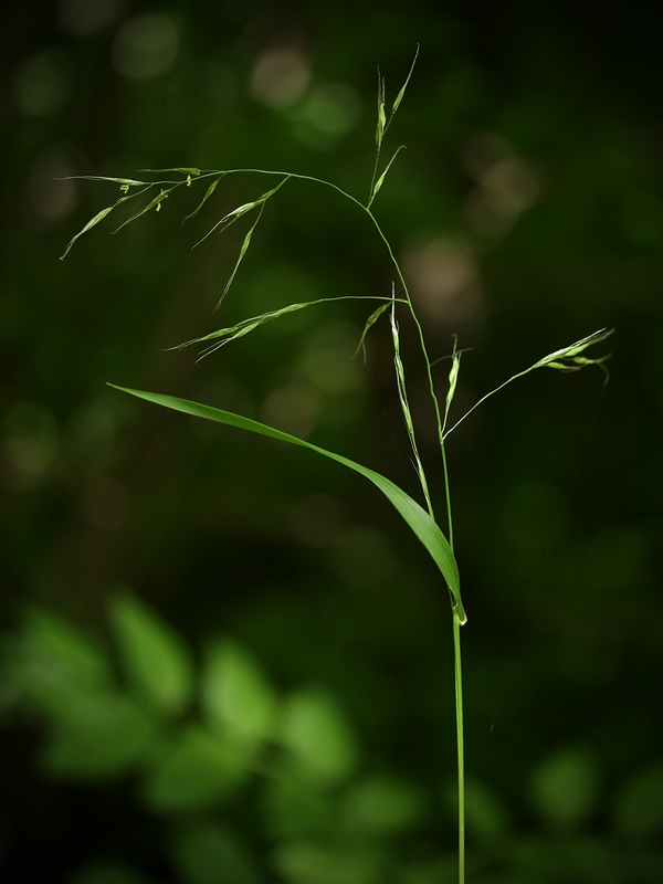 Image of Festuca gigantea specimen.