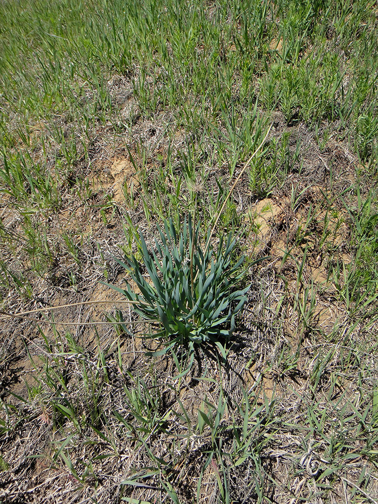 Изображение особи Allium senescens.