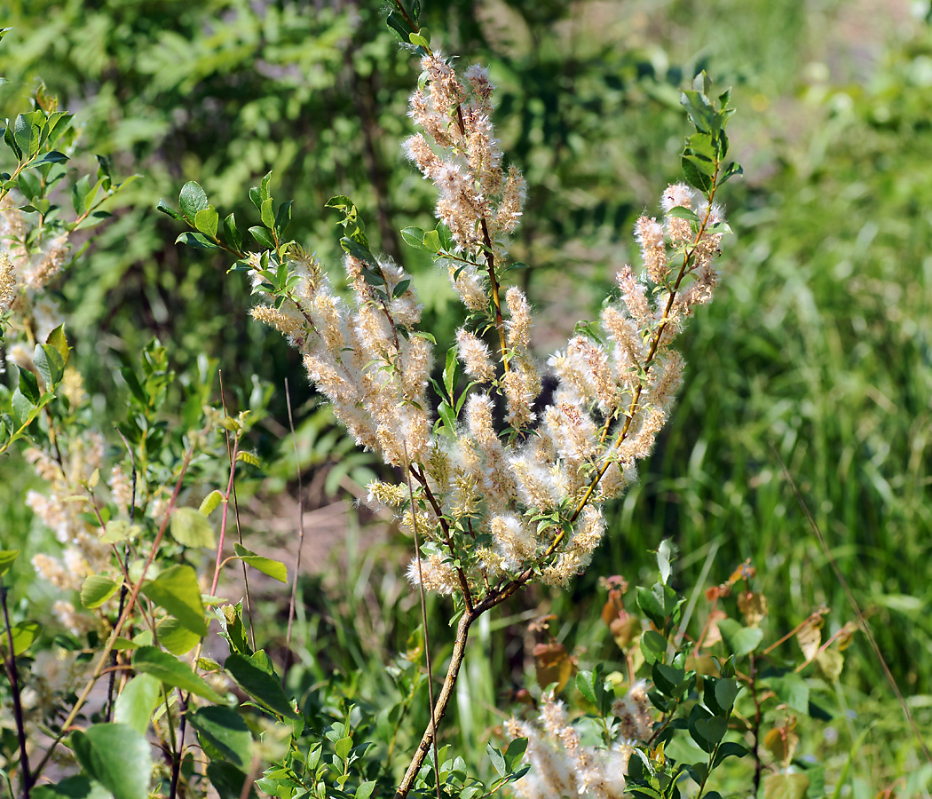 Изображение особи Salix starkeana.