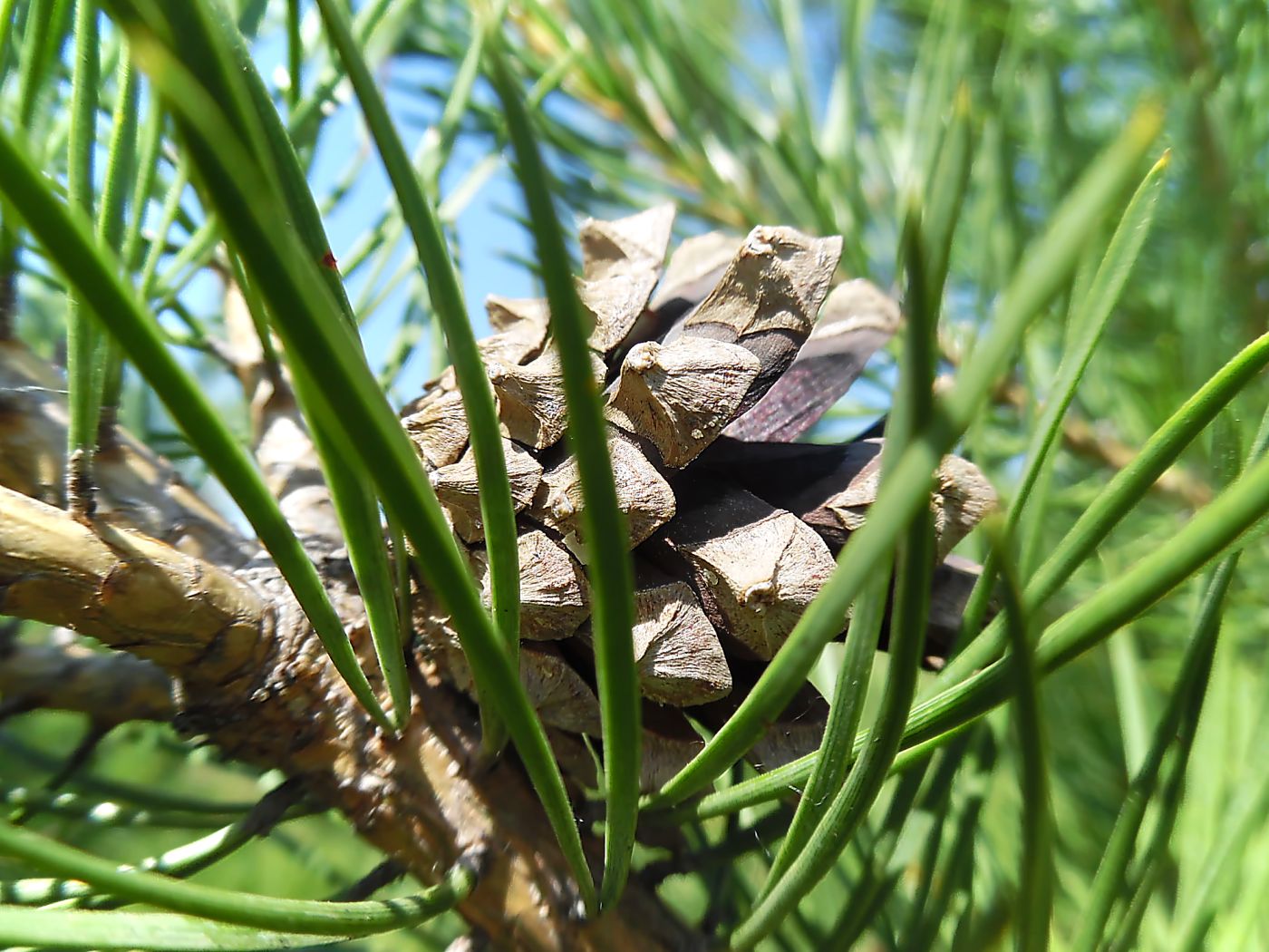 Изображение особи Pinus sylvestris.