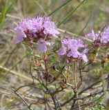 Thymus dubjanskyi