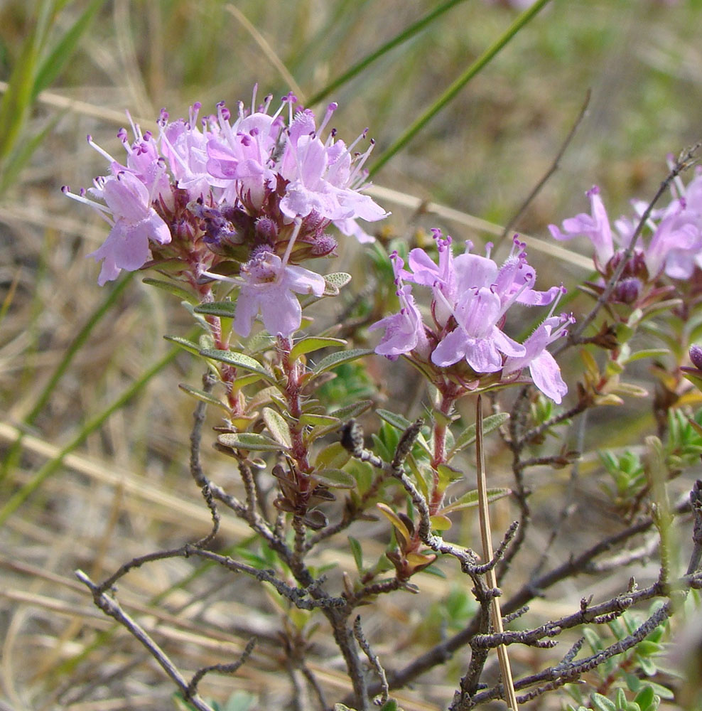 Image of Thymus dubjanskyi specimen.