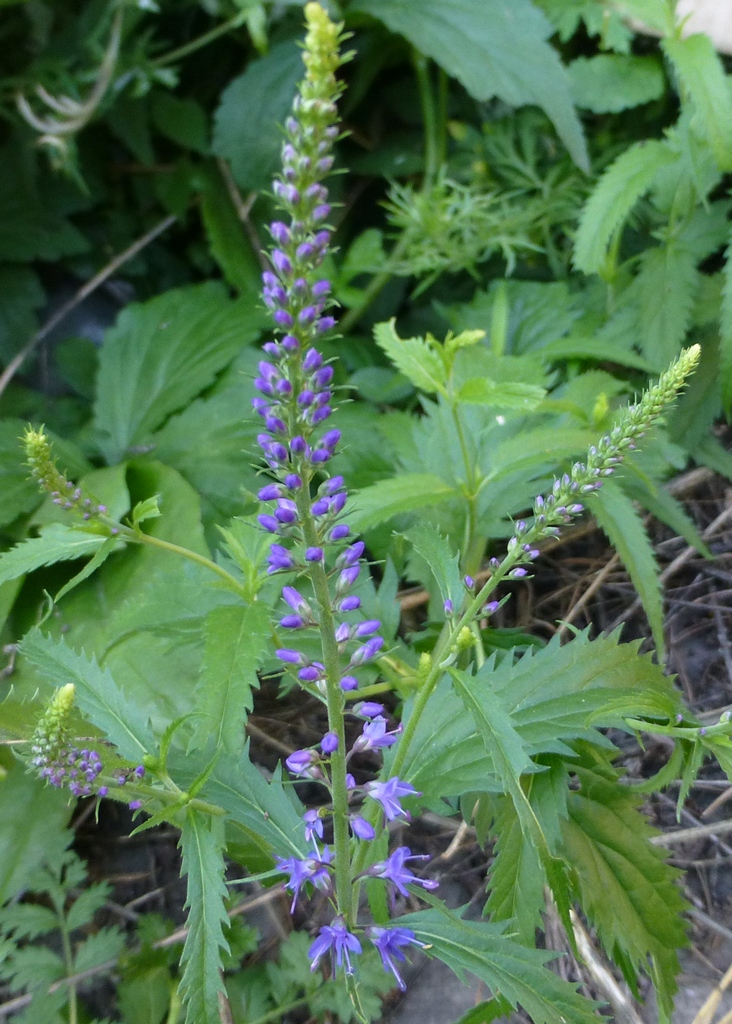 Image of Veronica longifolia specimen.