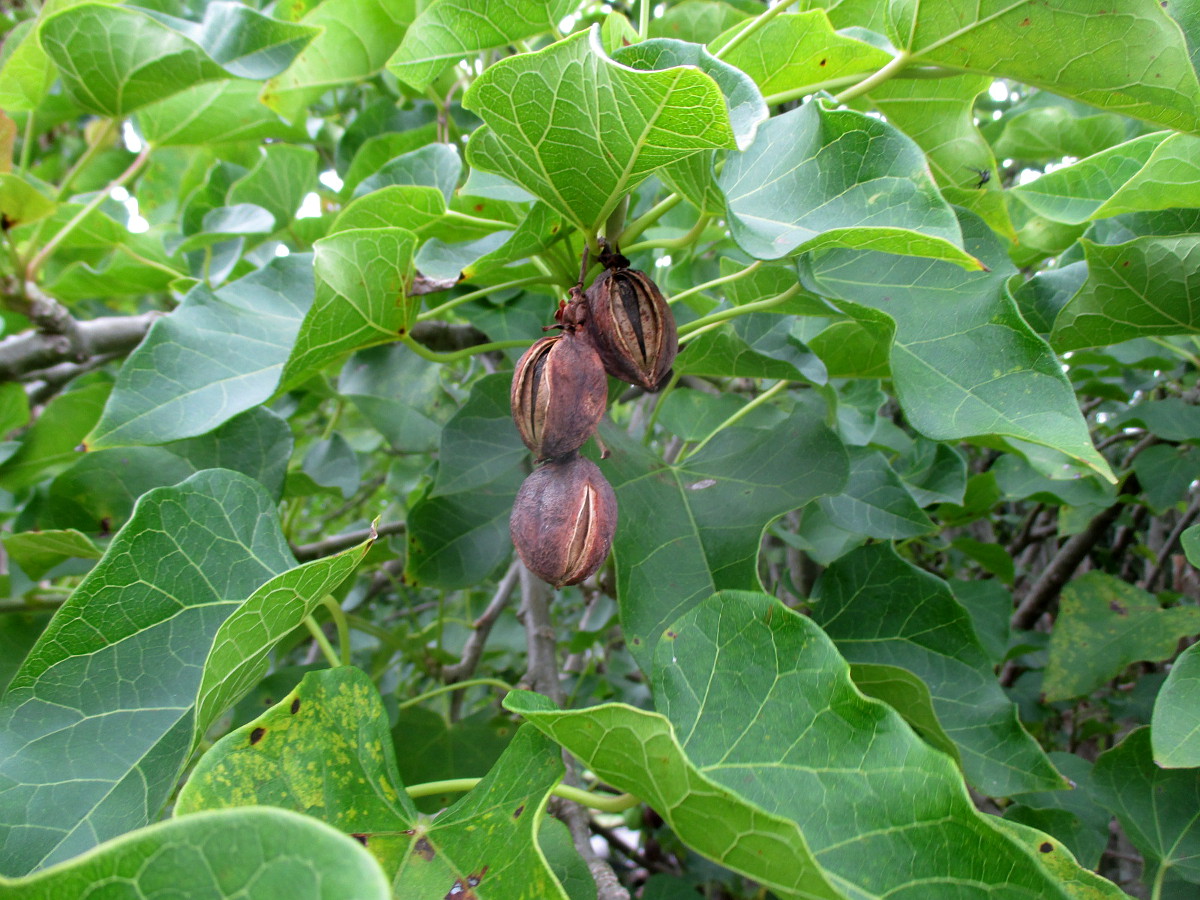 Image of Jatropha curcas specimen.