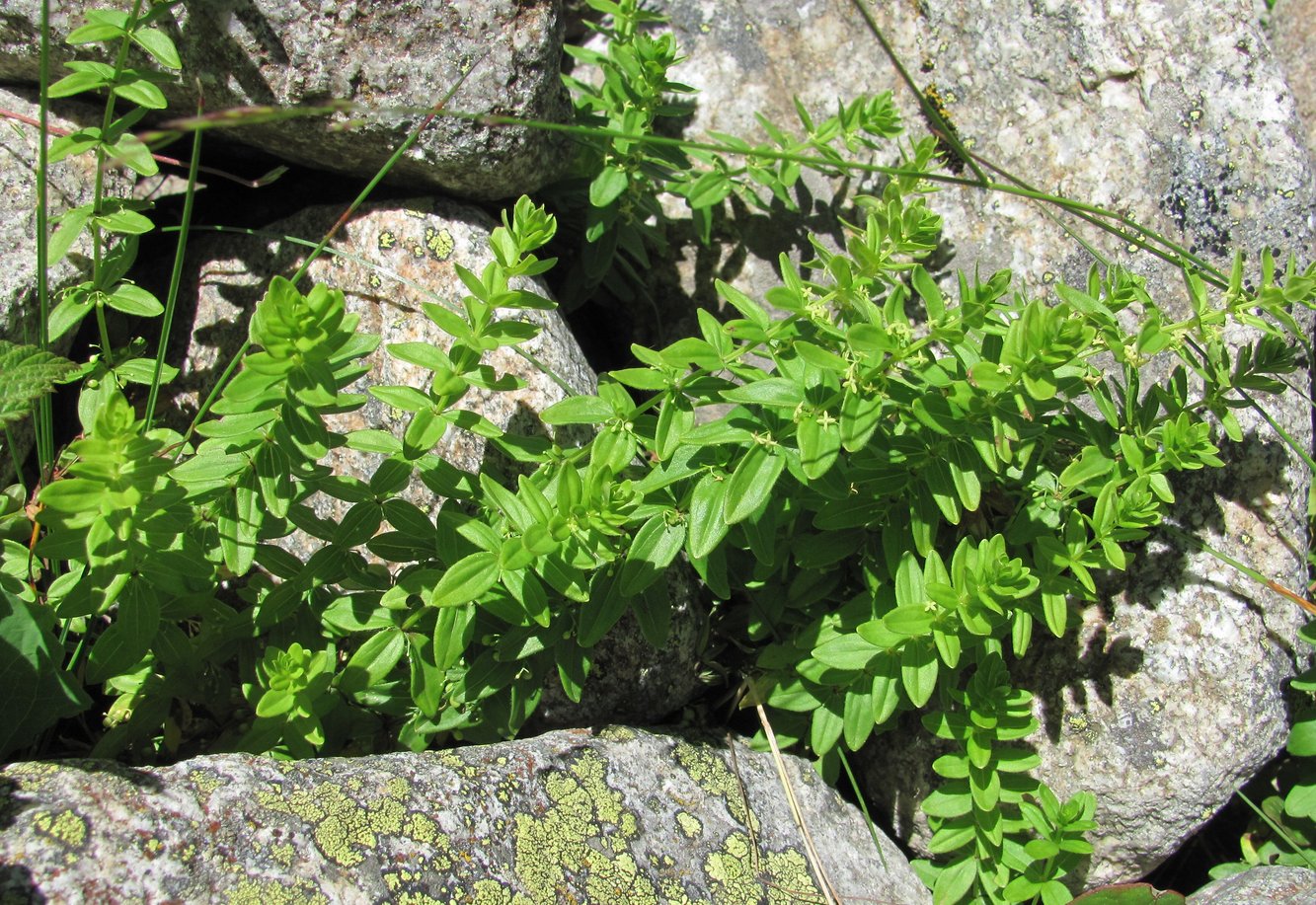 Image of Cruciata glabra specimen.