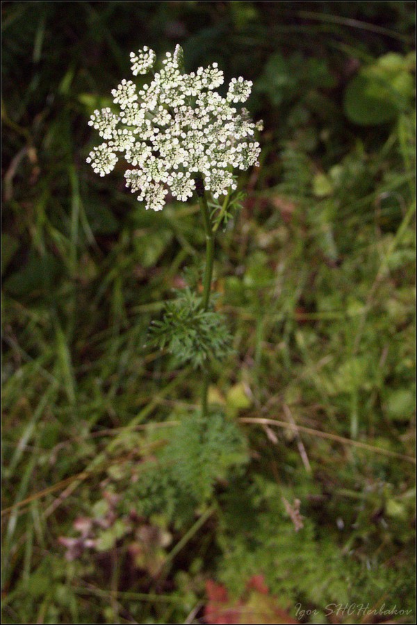 Изображение особи Selinum carvifolia.