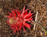 Erythrina abyssinica