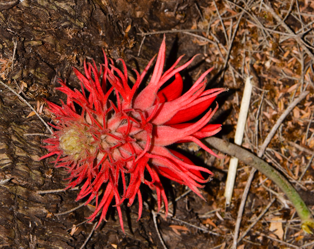 Image of Erythrina abyssinica specimen.