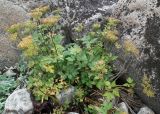 Ligusticum scoticum. Плодоносящее растение среди крупных валунов на моренной супралиторали. Кольский п-ов, Восточный Мурман, Дальние Зеленцы, восточный берег губы Ярнышная. 17.08.2016.