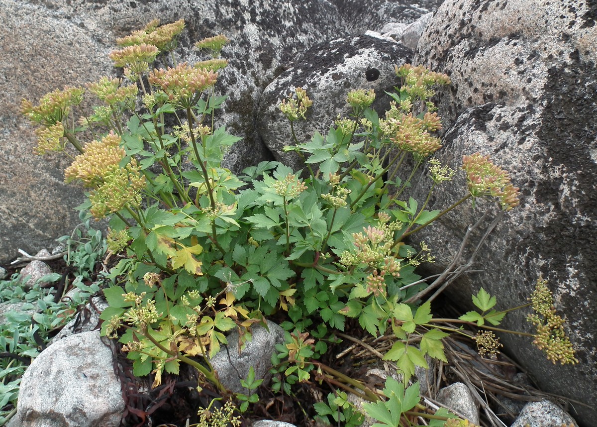 Image of Ligusticum scoticum specimen.