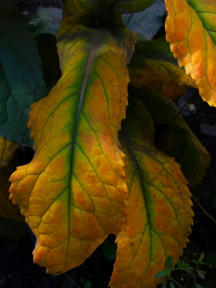 Image of Senecio pseudoarnica specimen.