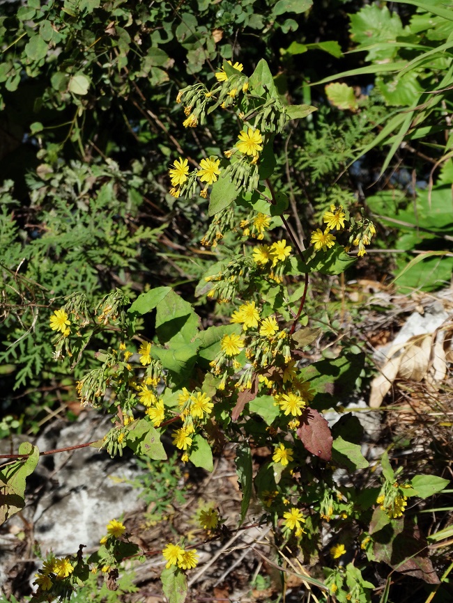 Изображение особи Paraixeris denticulata.
