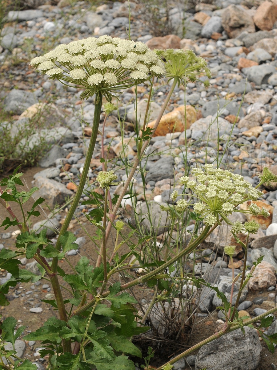 Изображение особи Pilopleura tordyloides.