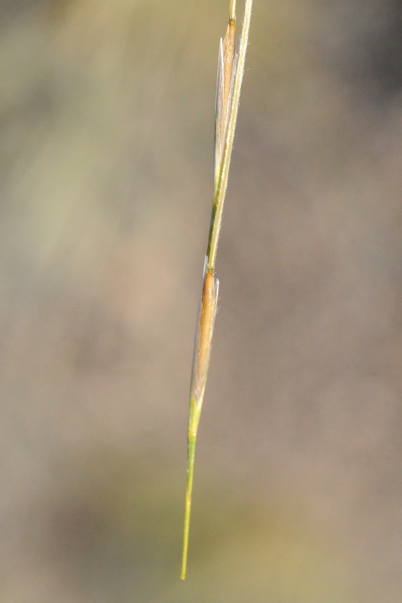 Изображение особи род Stipa.