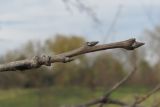 Prunus domestica. Верхушка покоящегося побега. Краснодарский край, Абинский р-н, ст-ца Холмская, у жилья. 05.11.2016.