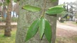 Quercus myrsinaefolia