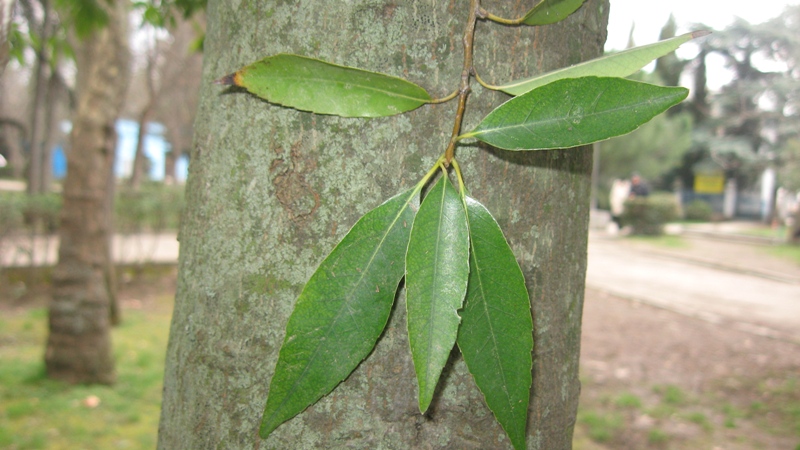 Image of Quercus myrsinaefolia specimen.