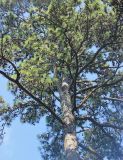 Pinus taeda
