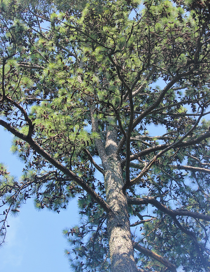 Image of Pinus taeda specimen.