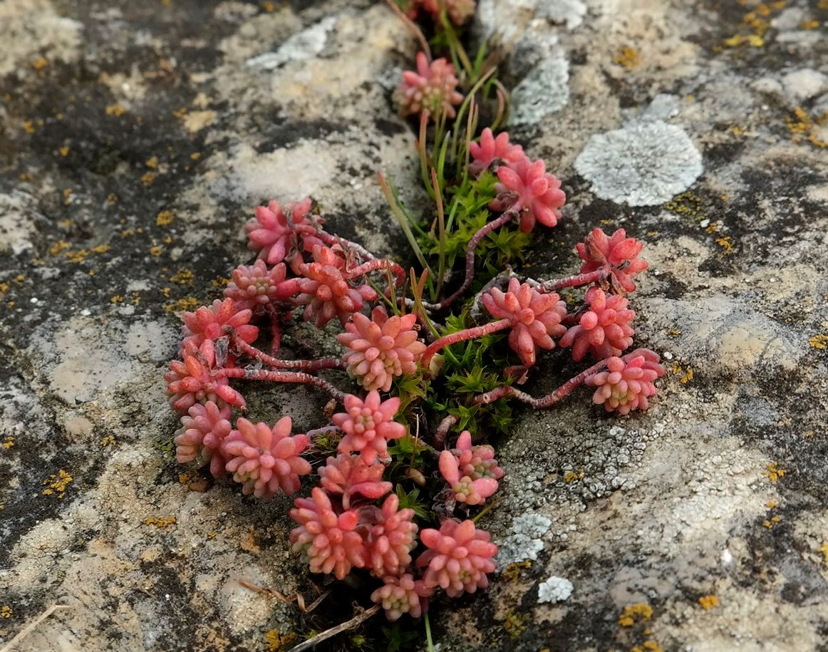 Image of genus Sedum specimen.