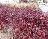 Alternanthera bettzickiana