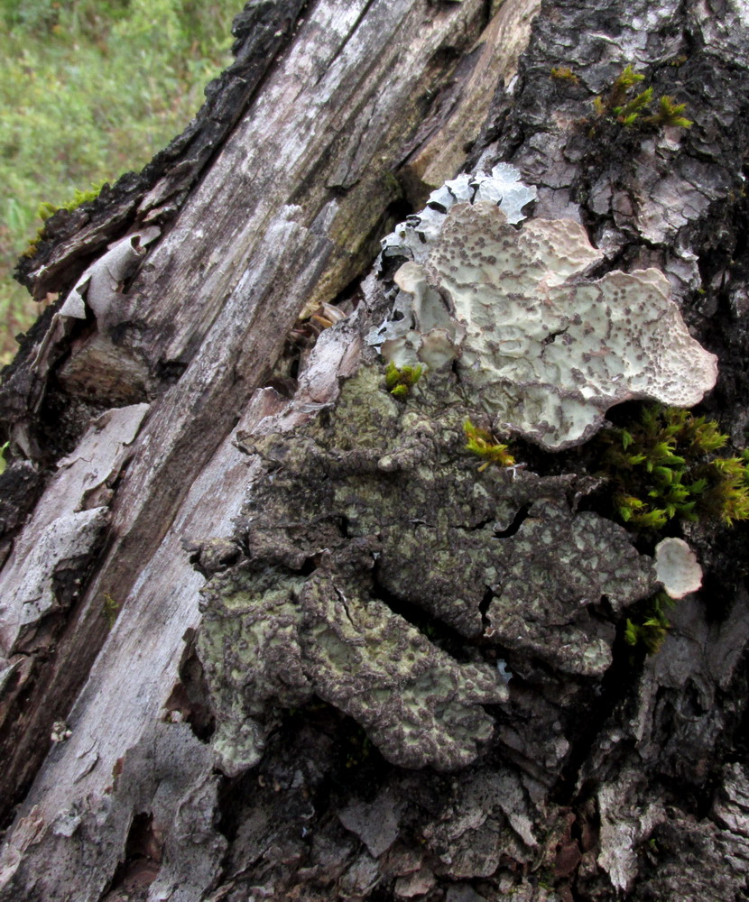 Image of Lobaria scrobiculata specimen.