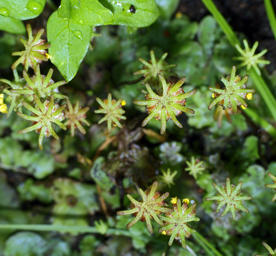 Image of Marchantia polymorpha specimen.